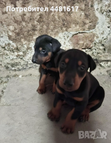 Чистокръвни добермани