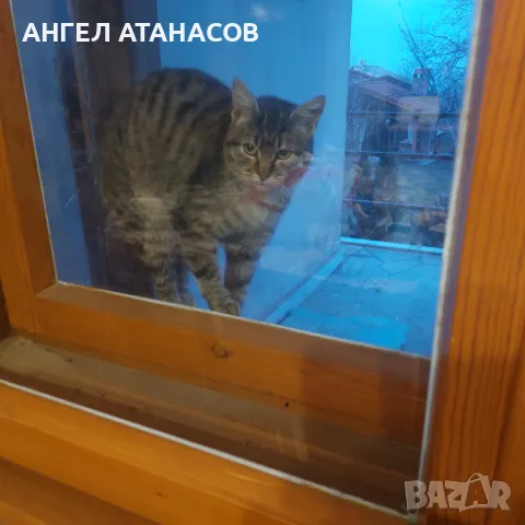 Подарявам малки котенца , снимка 12 - Други - 45925562
