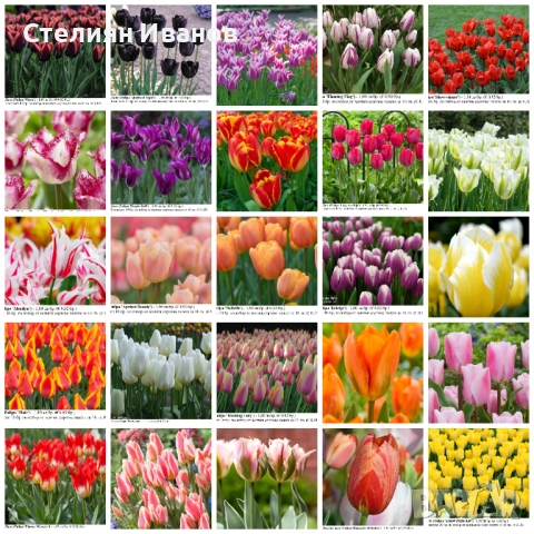 СОРТОВИ ЛАЛЕТА – ЛУКОВИЦИ - част 1