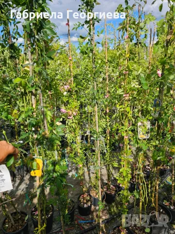 Роза "Лейди Банкс ", снимка 4 - Градински цветя и растения - 50369843