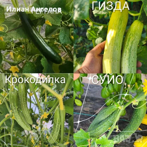 Семена от стари селски сортове домати,краставици и други, снимка 14 - Сортови семена и луковици - 52629365