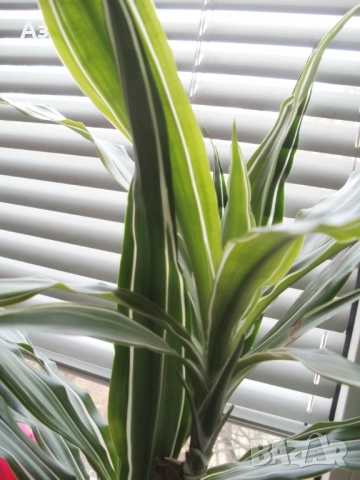 Продавам цветя Драцена – малки