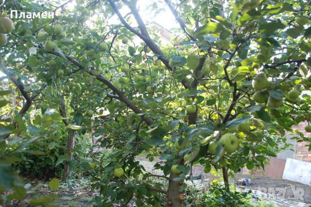 Ябълков оцет -домашен,натурален,отлежал,реколта 2023г., снимка 6 - Домашни продукти - 23022619