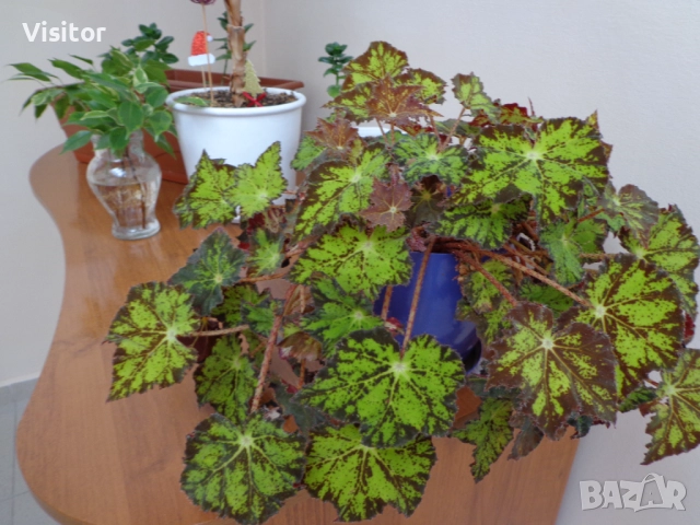  Sony Cyber-shot DSC-W630    16.1 MpX, снимка 17 - Фотоапарати - 52954018