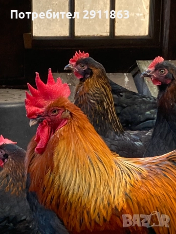 Петли за колене изчистен 15евро  бр около 2.5кг