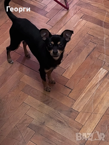 Продавам пинчер чихуахуа, снимка 4 - Пинчер - 52595802