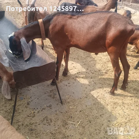 Чистопороден англо-нубийски пръч 