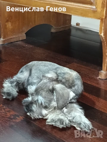 Цвегшнауцер, цверг шнауцер, мини шнауцет, снимка 1