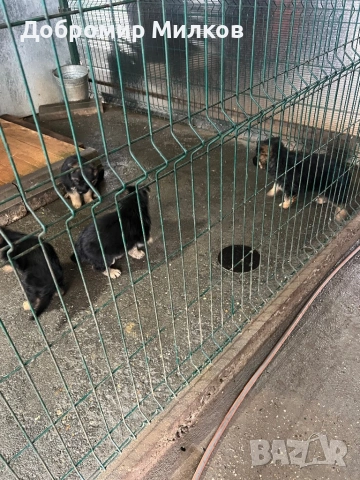 Продавам Немски Овчарки, снимка 6 - Немска овчарка - 53508248