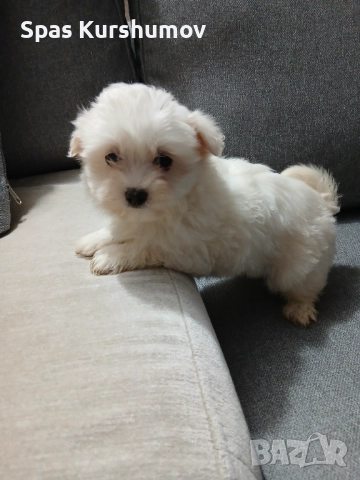 Продавам малтийска болонка, снимка 4 - Болонка - 52892797