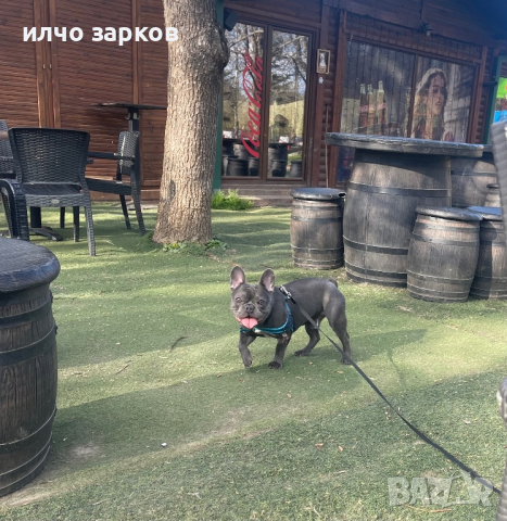 Френски булдог за разплод, снимка 3 - Френски булдог - 43158986