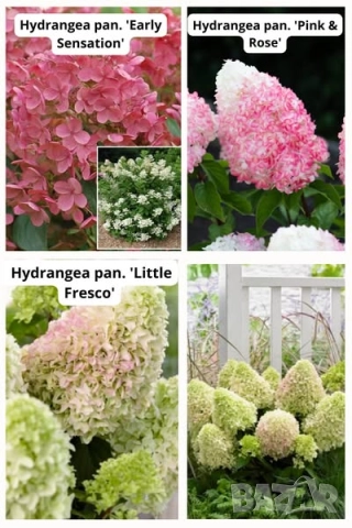 Хортензии за слънце, снимка 2 - Градински цветя и растения - 51461220