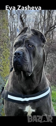 Кане Корсо Женско, снимка 2 - Кане корсо - 53121417