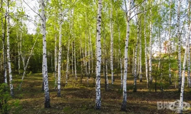 Фиданки от бяла бреза, снимка 2 - Разсади - 49240556