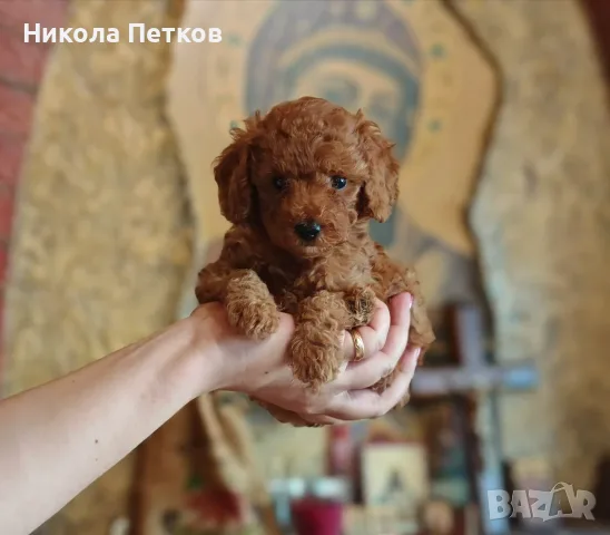 Продавам той пудел, снимка 8 - Пудели - 56126402