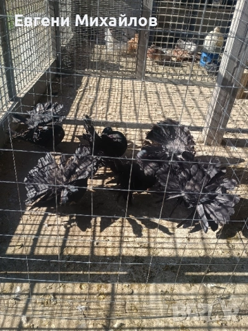 Фенерлии , снимка 10 - Гълъби - 52405319