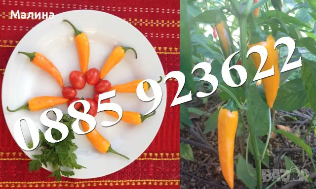 Био Семена Чери Домати Люти Чушки Стари Селски Сортове и Тютюн, снимка 3 - Сортови семена и луковици - 39081592