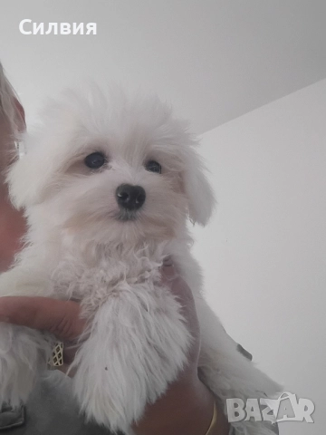 предлагам малтийска болонка , снимка 1