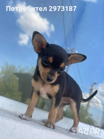 Пинчери, снимка 1