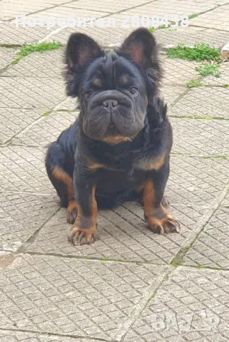 Френски булдог за разплод , снимка 6 - Френски булдог - 42731541