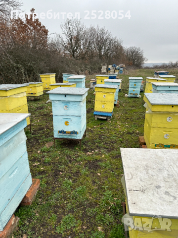Продавам пчелни семейства с многокорпусен кошери, снимка 18 - За пчели - 44828345