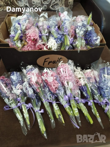 Зюмбюл за 8 март, снимка 5 - Градински цветя и растения - 53669802