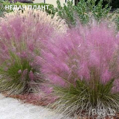 МЮЛЕНБЕРГИЯ