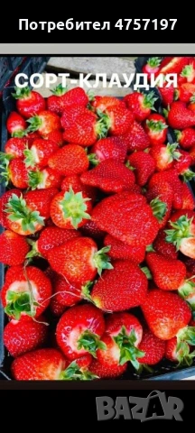 Разсад ягоди и малини, снимка 4 - Разсади - 53863378