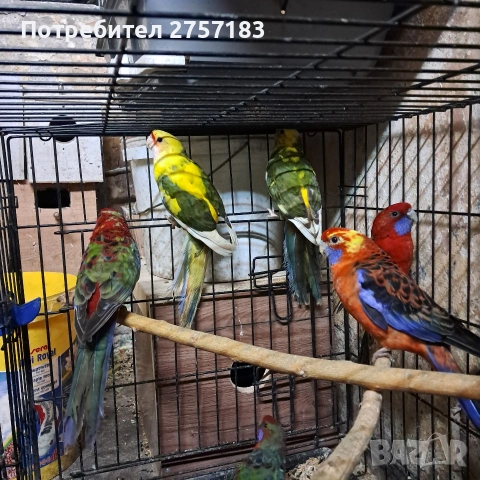 продавам пенантови розели и чифт страки, снимка 7 - Папагали - 53227365