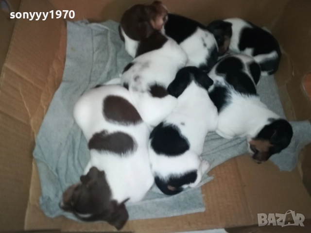 ДЖАК РЪСЕЛ КУЧЕНЦА 250ЛВ ЗА ЕДНО 0609251949, снимка 7 - Джак ръсел териер - 51628068