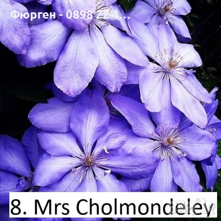 Клематис налични 33 вида, снимка 12 - Разсади - 48740880