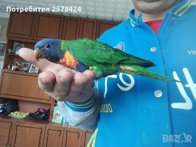 Продавам ръчно хранено многоцветно Лори, снимка 4 - Папагали - 52615209