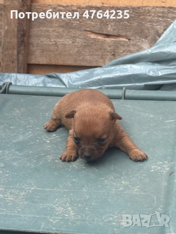 Смеска между пинчер и Чихуахуа 