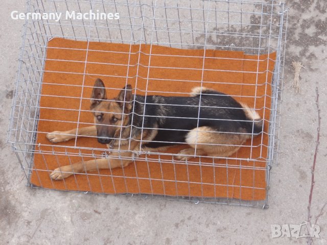 КЛЕТКА 120-80-см, метална, СГЪВАЕМА. Подходяща е за едри по големина породи кучета с тегло, снимка 2 - За кучета - 42623304
