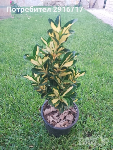 Евонимус Японика ( Euonymus Japonicus), снимка 3 - Градински цветя и растения - 53707686