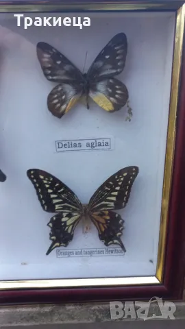 ПРЕПАРИРАНИ ПЕПЕРУДИ В РАМКА КАРТИНА, снимка 5 - Декорация за дома - 48794507