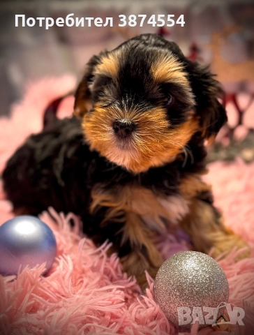 Йоркширски-Бивер териер момиче, снимка 3 - Йоркширски териер - 52916803