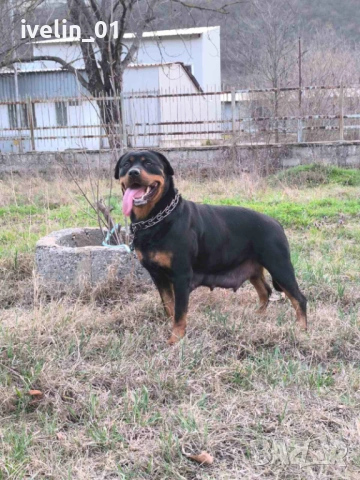 Продават се малки ротвайлерчера, снимка 6 - Ротвайлер - 53676581