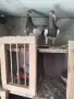 Продавам гълъби датски летачи, снимка 6