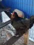 Продавам млади кокошки, снимка 11