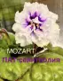 Saintpaulia Сейнтполия Сентполия African Violet Aфриканска теменужка стайна теменужка Фiалка цветя, снимка 2