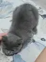 Чистокръвно Британско коте, снимка 4