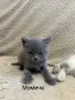 Малки пухкави котенца, снимка 1