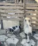 виетнамска майка с мъжко, снимка 1