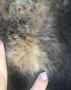 Кожух, снимка 4