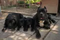  Кане Корсо Италиано, снимка 3