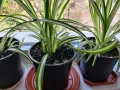 Продавам Цветя Хлорофитум (зелена лилия) - големи, снимка 8