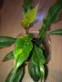 Philodendron Ring of Fire , снимка 1