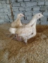 бройлери и петлета за угояване, снимка 1