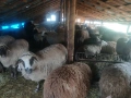 Продавам бременни овце , снимка 17
